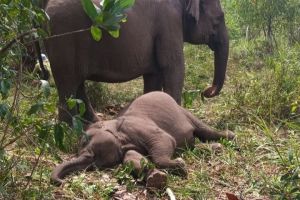 Terungkap! Gajah Sumatera Mati di TNTN Akibat Virus EEHV