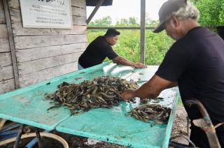Potensi Emas Sektor Udang, Peluang Besar Gali Potensi Bagi Masyarakat dan Investor 