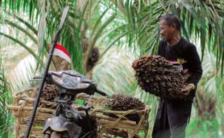 Naik Lagi, Kelapa Sawit Mitra Plasma Minggu Ini Dihargai Rp3.686 per Kg