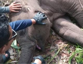 Tari, Anak Gajah Kesayangan Kapolda Riau Mati di TNTN