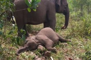 Terungkap! Gajah Sumatera Mati di TNTN Akibat Virus EEHV