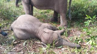 Heru: Gajah Sumatera Mati di TNTN Akibat Virus EEHV