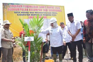 Bupati Kasmarni Tanam Perdana Kelapa Sawit Program PSR di Desa Muara Dua