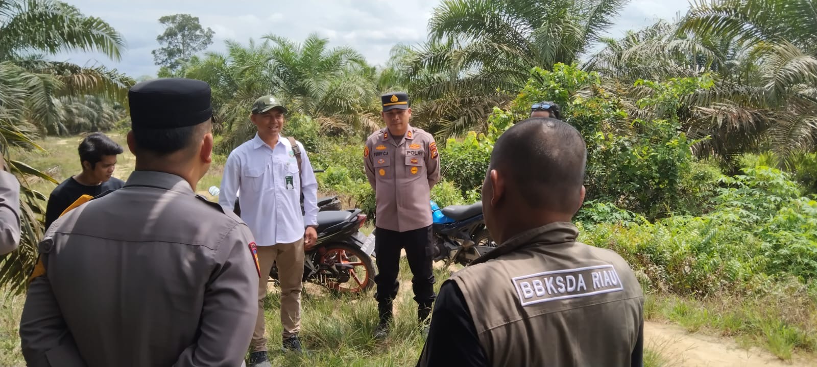 KSDA Riau Selidiki Laporan Kemunculan 3 Harimau di Kampar, Tak Ditemukan Jejak