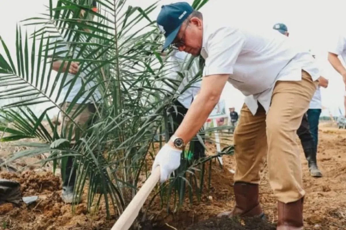 PTPN IV Regional III Riau Remajakan 949,6 Hektare Kebun Sawit untuk Tingkatkan Produktivitas