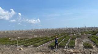 Jaga Pesisir, M4CR Tanam Mangrove 1.683 Hektare di Inhil