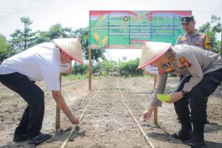 Polres dan Pemko Dumai Tanam Jagung Serentak, Dukung Ketahanan Pangan Nasional
