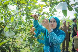 Ketua TP PKK Riau Panen Jambu Crystal di Dumai