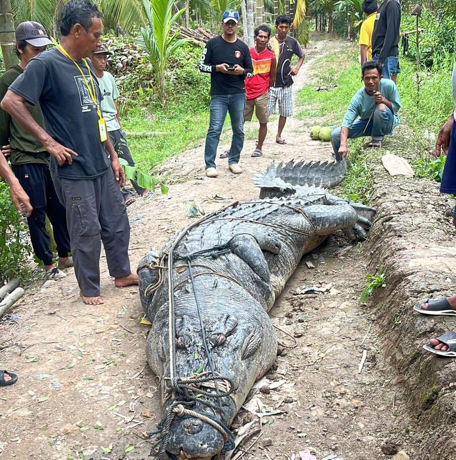 Buaya Sepanjang 7 Meter Gegerkan Warga Reteh, Inhil