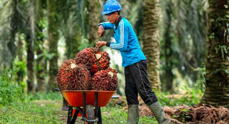 Harga TBS Sawit Swadaya Riau Naik untuk Periode 19–25 November 2025