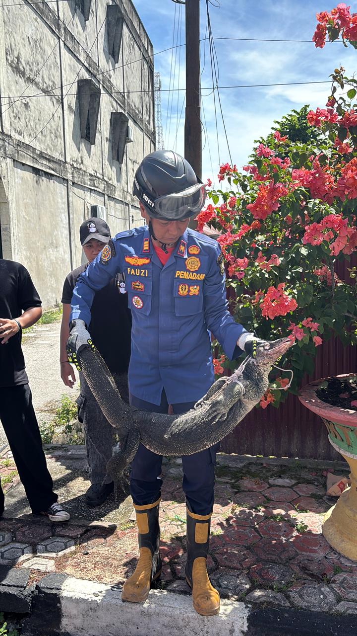 Respons Kilat Laporan 112, Damkar Bengkalis Amankan Biawak dari Permukiman Warga