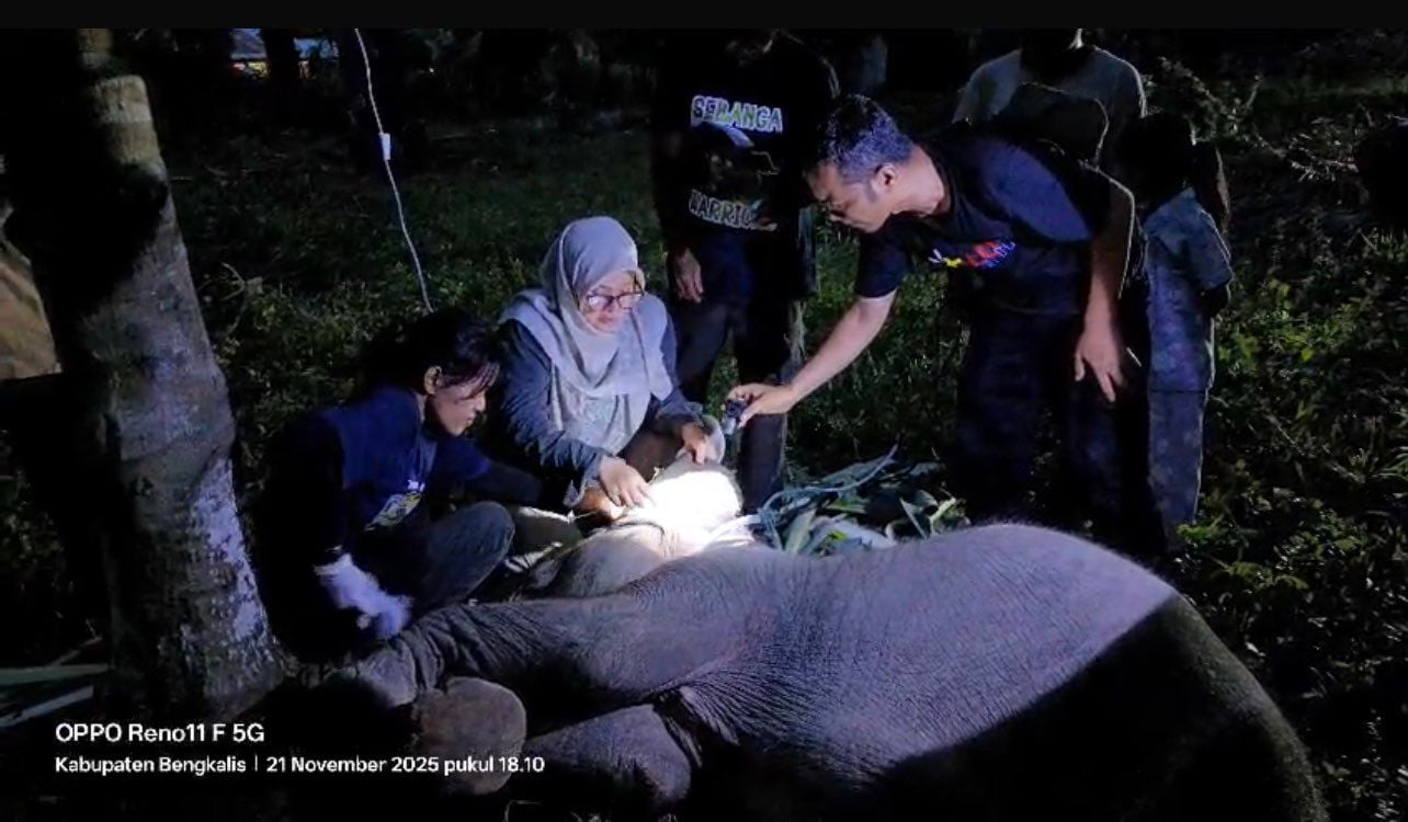 Anak Gajah “Laila” Berusia 1,5 Tahun Mati di Pusat Konservasi Bengkalis