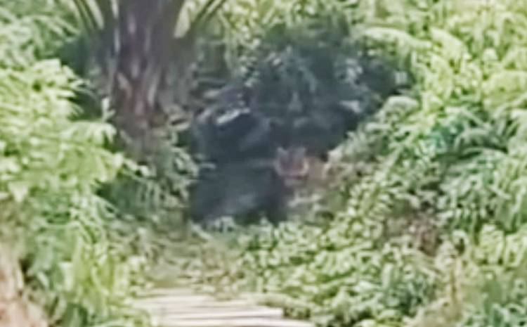 Warga Siak Rekam Penampakan Harimau Sumatra di Mempura