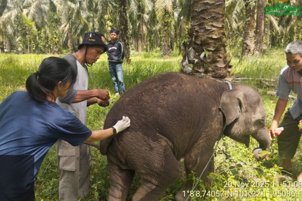 Sampel Organ Laila, Bayi Gajah Sumatra yang Mati di PKG Sebanga, Diperiksa di Laboratorium