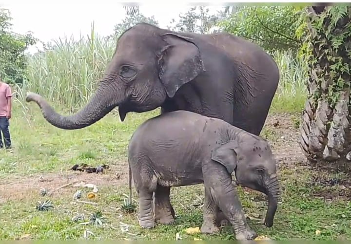 Tiga Anak Gajah Sumatera Betina Mati di Riau dalam 7 Bulan, Konservasi Masuk Fase Kritis