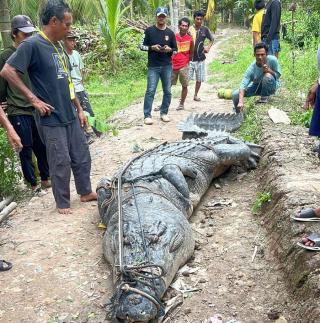 Buaya Sepanjang 7 Meter Gegerkan Warga Reteh, Inhil 