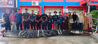 Buaya Raksasa Sepanjang 5,7 Meter Dievakuasi ke Tembilahan