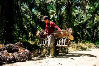 Harga TBS Mitra Plasma di Riau Pekan Ini Rp3.553 per Kg