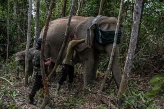 BBKSDA Riau Pasang GPS Collar di TNTN, Upaya Cegah Konflik Gajah dan Manusia Diperkuat