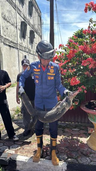 Respons Kilat Laporan 112, Damkar Bengkalis Amankan Biawak dari Permukiman Warga