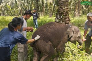 Sampel Organ Laila, Bayi Gajah Sumatra yang Mati di PKG Sebanga, Diperiksa di Laboratorium