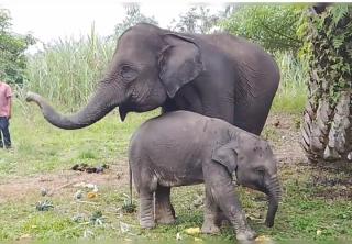 Tiga Anak Gajah Sumatera Betina Mati di Riau dalam 7 Bulan, Konservasi Masuk Fase Kritis