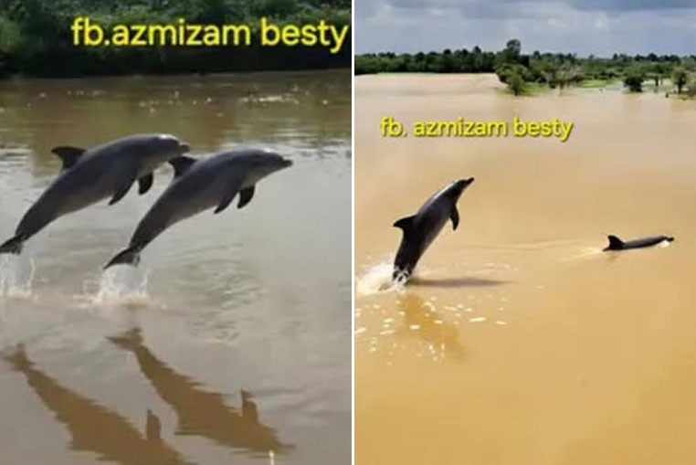 Lumba-Lumba Muncul di Sungai Rokan, Masyarakat Diimbau Waspada, Pertanda Banjir?