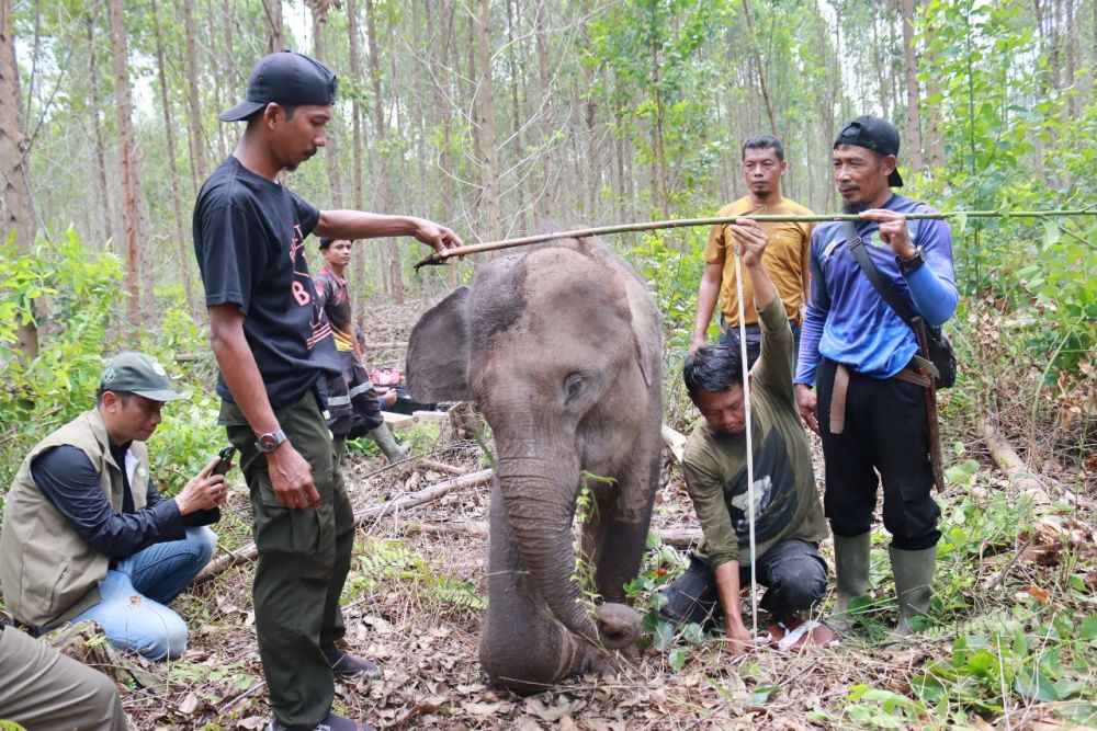 BBKSDA Riau Evakuasi Anak Gajah Terluka Diduga Terjerat di Tesso Tenggara Pelalawan