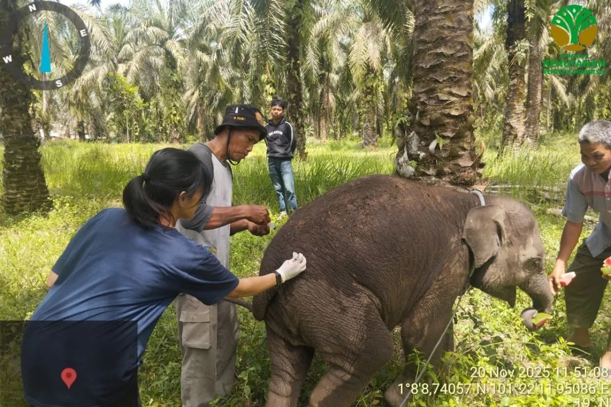 BBKSDA Riau Pastikan Bayi Gajah Laila Mati Akibat Infeksi Virus EEHV