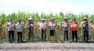 Panen Raya Jagung Pipil di Teluk Samak, Bupati Asmar Dorong Ketahanan Pangan Desa