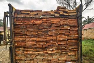 2 Pengangkut Kayu Illegal Logging Ditangkap Polisi di Riau, Dua Pelaku Lain Masih Diburu