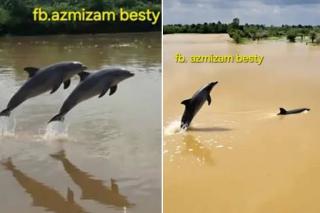 Lumba-Lumba Muncul di Sungai Rokan, Masyarakat Diimbau Waspada, Pertanda Banjir?