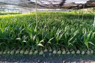 Riau Terima 600 Ribu Bibit Kelapa dari Kementan untuk Peremajaan Perkebunan