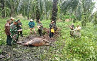 Sapi Warga Dayun Diduga Dimangsa Harimau, BBKSDA Riau Temukan Jejak Kaki 15 cm di Lokasi