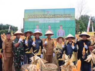 Bupati Kampar Panen Jagung Program Ketahanan Pangan di Perhentian Raja