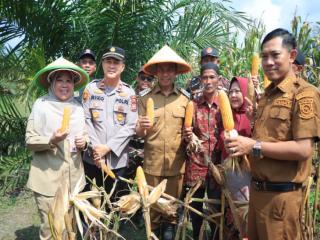 Bupati Kampar Panen Jagung di Tanah Datar
