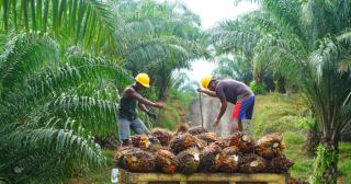 Harga TBS Sawit Riau Naik Jelang Akhir Tahun, Dipengaruhi Lonjakan Harga Kernel