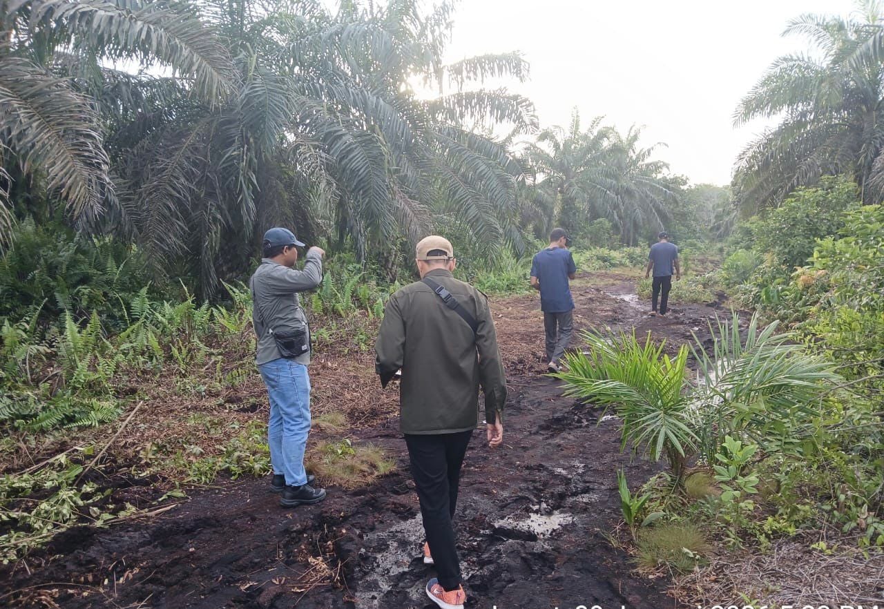 Harimau Sumatera Muncul di Perkebunan Sawit Siak, Warga Diminta Waspada