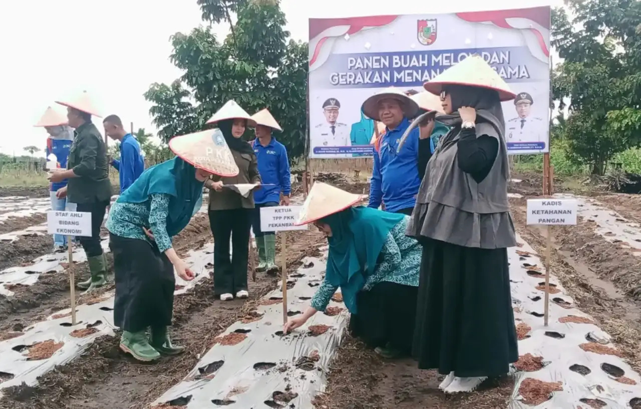 Panen Melon Bersama Petani, Ketua TP PKK Pekanbaru Dorong Warga Manfaatkan Lahan Kosong