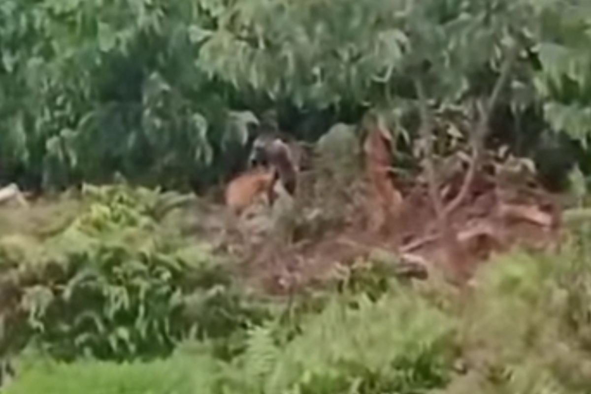 BBKSDA Riau Turunkan Tim Mitigasi, Giring Induk dan Anak Harimau Menjauh dari Permukiman Pelalawan