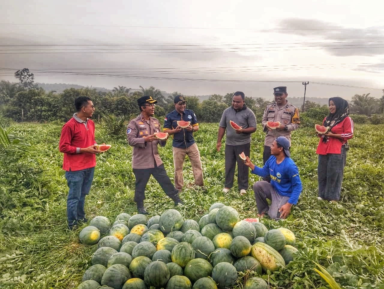Kolaborasi Lintas Sektor, BUMKAM Tualang Hasilkan 10 Ton Semangka