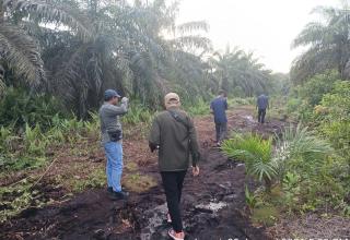 Harimau Sumatera Muncul di Perkebunan Sawit Siak, Warga Diminta Waspada