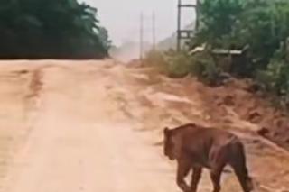 Waspada! Harimau Sumatera Terpantau Muncul di Jalur WIP Zamrud Siak