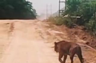 BBKSDA Riau Tegaskan Harimau Viral di Siak Bukan Penyusup, Masih di Habitat Alami