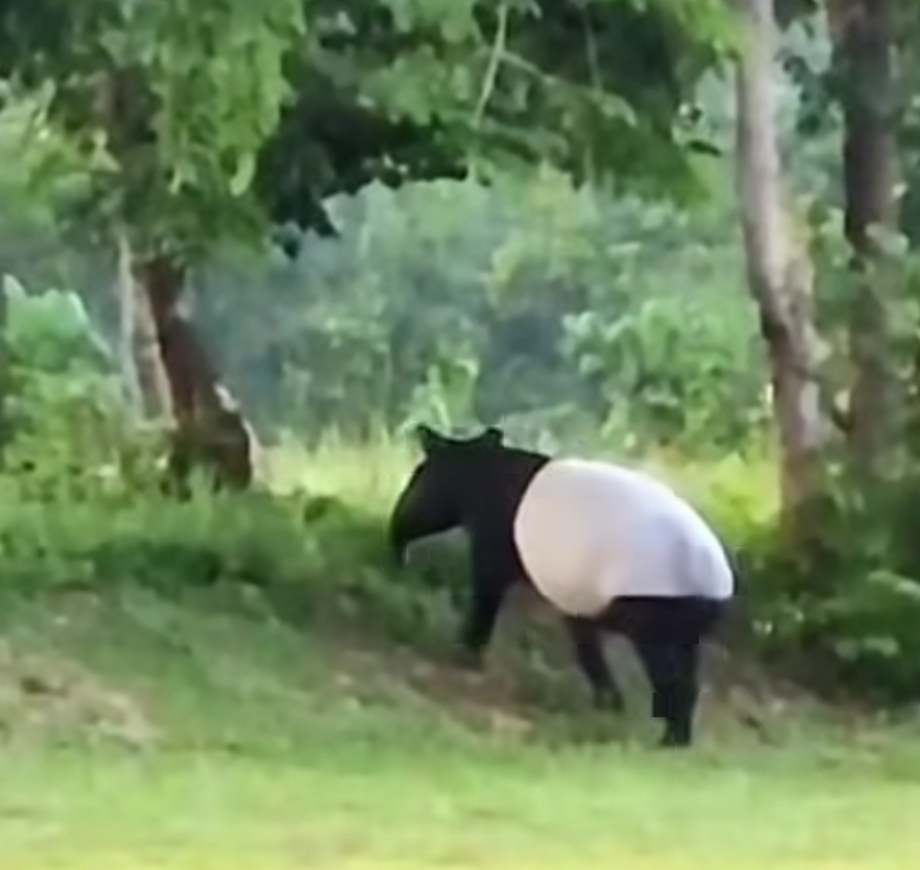 Momen Langka, Tapir Berukuran Besar Tertangkap Kamera di Kawasan Flying Squad TNTN