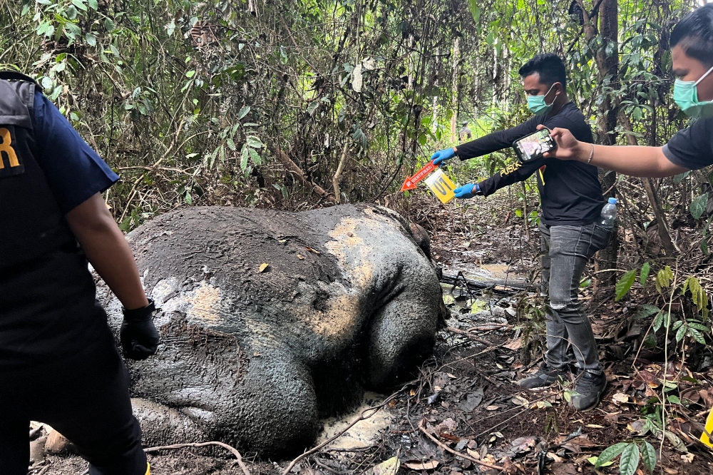 Gajah Sumatra Ditemukan Mati di Areal Konsesi Pelalawan, Kepala Hilang Diduga Korban Kejahatan Satwa