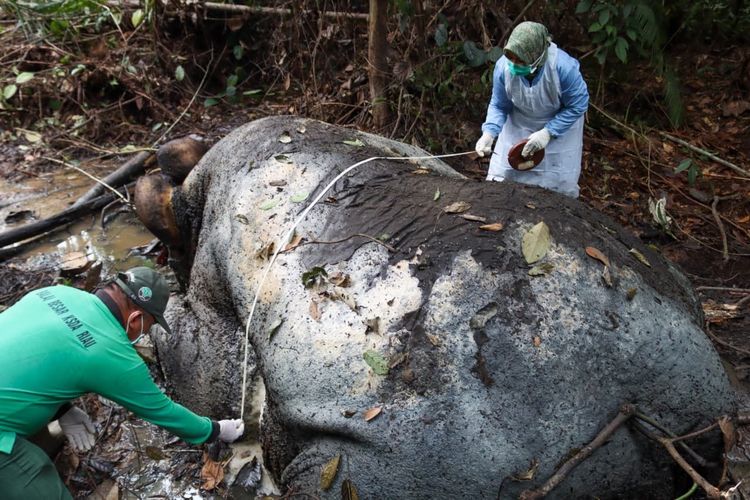 Gakkum Kehutanan Panggil Direksi PT RAPP Terkait Kematian Gajah Sumatera di Kawasan Konsesi Riau