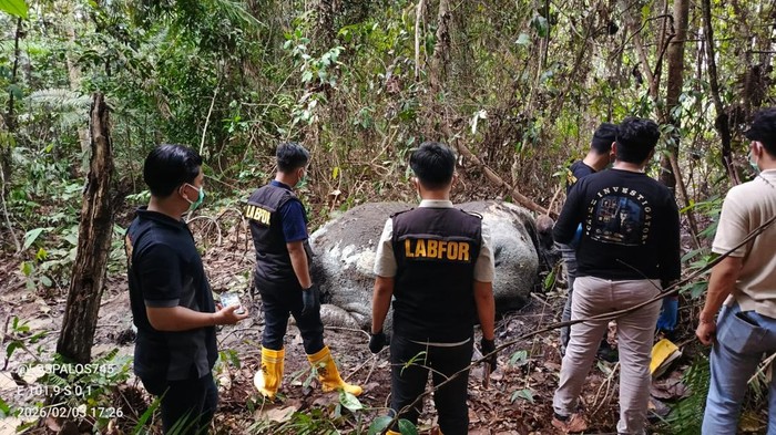 Kasus Gajah Ditemukan Tanpa Kepala di Riau, Polisi Periksa 33 Saksi