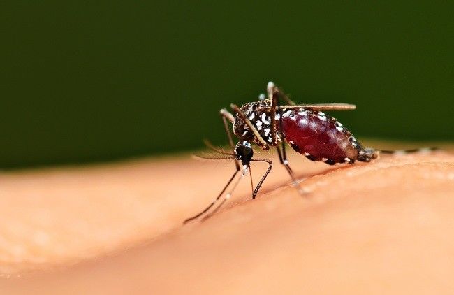 Pemerintah Terus Tangani KLB Malaria di Kabupaten Rokan Hilir