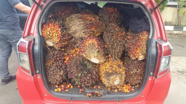 Pencuri Sawit Sempat Ditangkap Lalu Dilepas, Pemilik Kebun di Rumbai Barat Kecewa